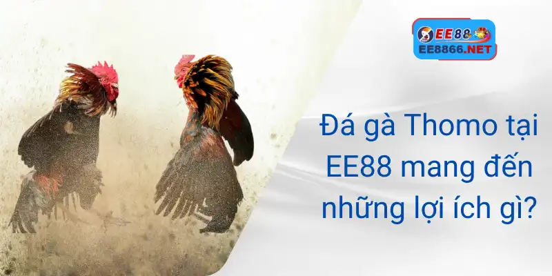 Đá gà Thomo tại EE88 mang đến những lợi ích gì?