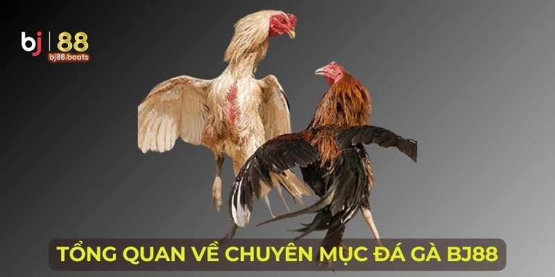 Tổng quan về chuyên mục đá gà BJ88